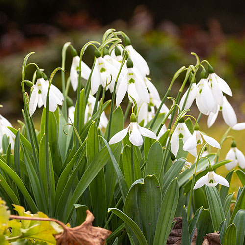 Snowdrop Galanthus nivalis Snowdrop Galanthus nivalis