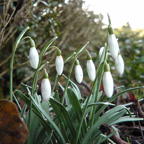 Snowdrop Galanthus nivalis Snowdrop Galanthus nivalis