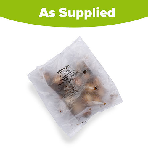 Snowdrop Galanthus nivalis Snowdrop Galanthus nivalis