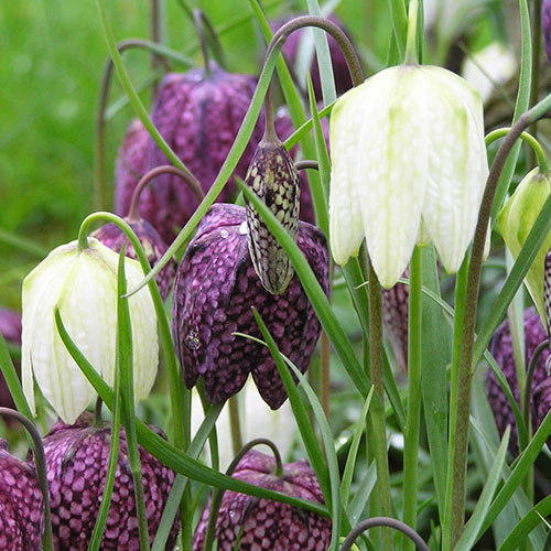Fritillaria Meleagris Mixed