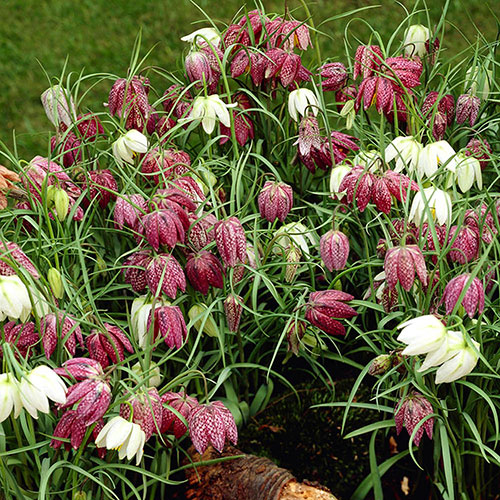 Fritillaria Meleagris Mixed Fritillaria Meleagris Mixed