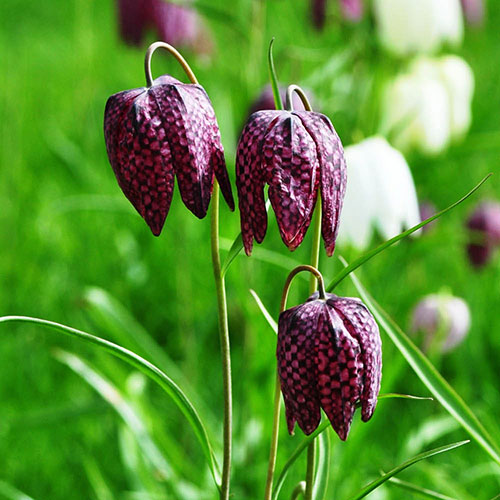 Fritillaria Meleagris Mixed Fritillaria Meleagris Mixed