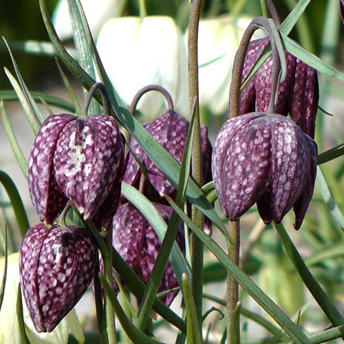 Fritillaria Meleagris Mixed Fritillaria Meleagris Mixed