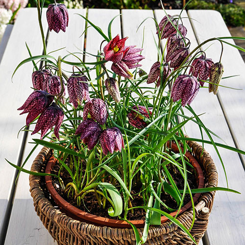 Fritillaria Meleagris Mixed Fritillaria Meleagris Mixed