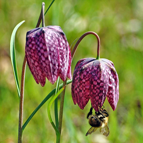 Fritillaria Meleagris Mixed Fritillaria Meleagris Mixed