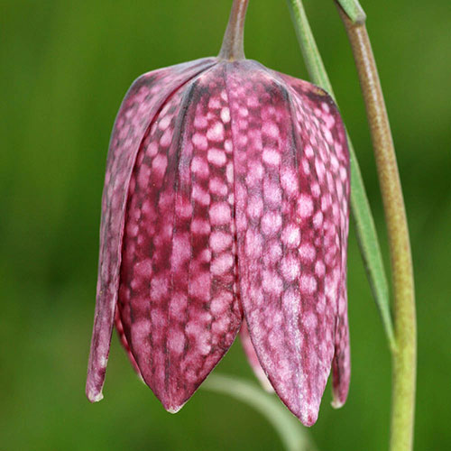 Fritillaria Meleagris Mixed Fritillaria Meleagris Mixed