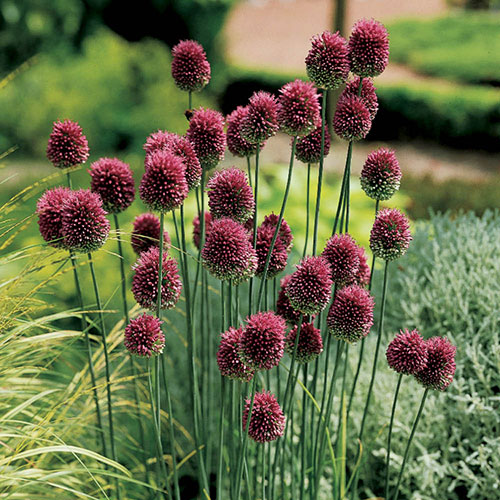 Allium sphaerocephalon Drumsticks Allium sphaerocephalon Drumsticks