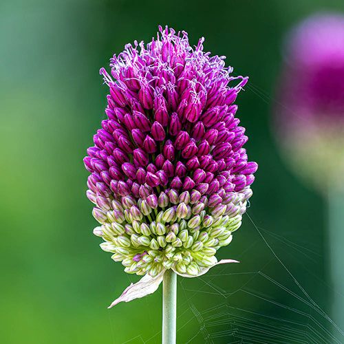 Allium sphaerocephalon Drumsticks Allium sphaerocephalon Drumsticks
