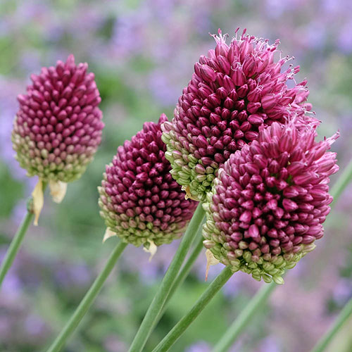 Allium sphaerocephalon Drumsticks Allium sphaerocephalon Drumsticks