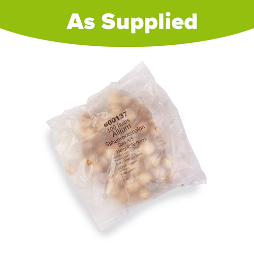 Allium sphaerocephalon Drumsticks Allium sphaerocephalon Drumsticks