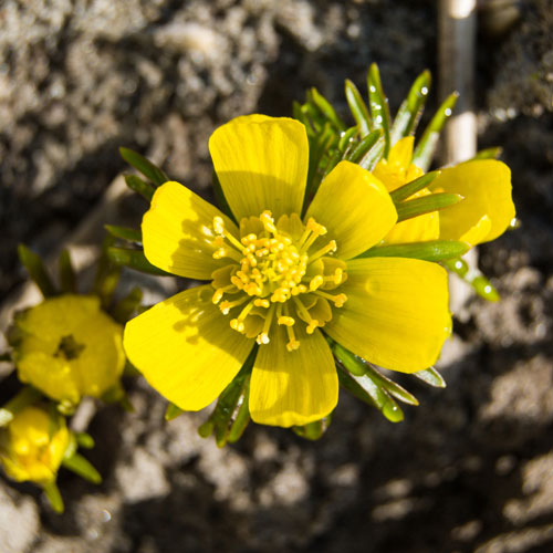 Eranthis Cilicica - Winter Aconites Eranthis Cilicica - Winter Aconites
