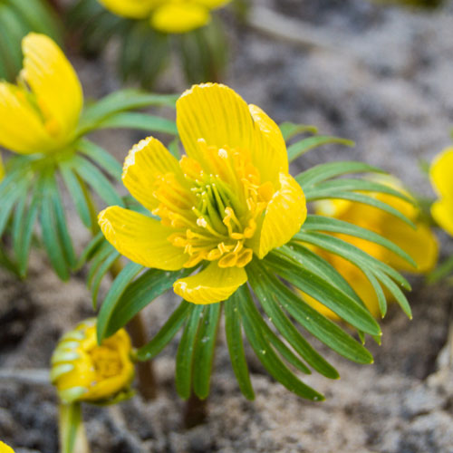 Eranthis Cilicica - Winter Aconites Eranthis Cilicica - Winter Aconites