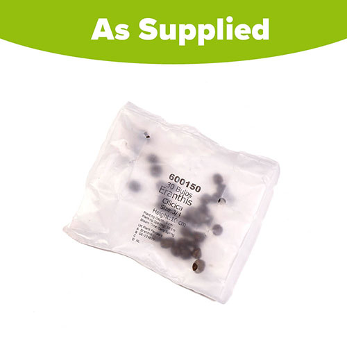 Eranthis Cilicica - Winter Aconites Eranthis Cilicica - Winter Aconites