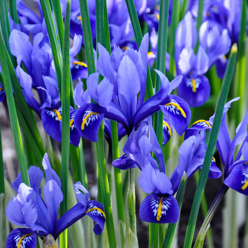Iris reticulata Blue - Miniature Iris reticulata Blue - Miniature