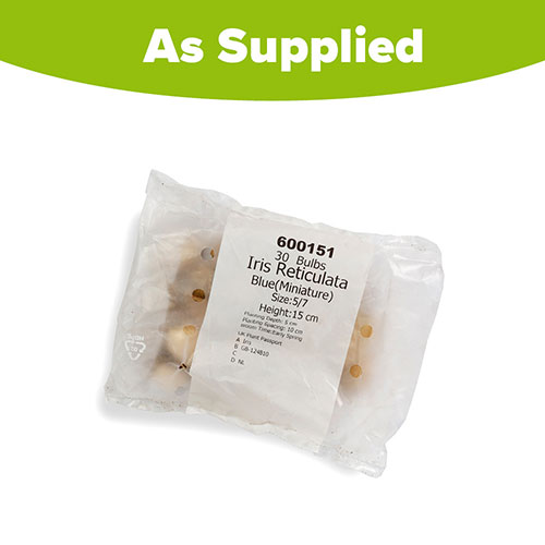 Iris reticulata Blue - Miniature Iris reticulata Blue - Miniature