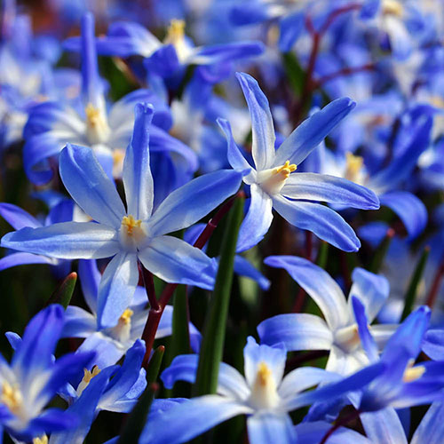 Chionodoxa lucilaea Glory of the Snow Chionodoxa lucilaea Glory of the Snow