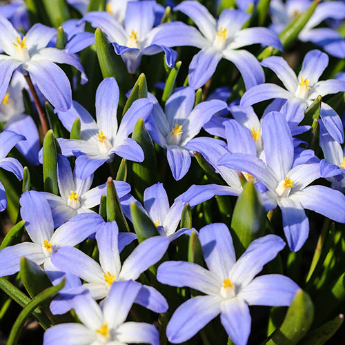 Chionodoxa lucilaea Glory of the Snow Chionodoxa lucilaea Glory of the Snow