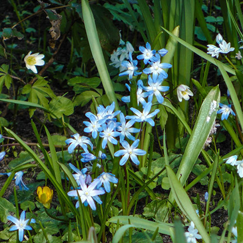 Chionodoxa lucilaea Glory of the Snow Chionodoxa lucilaea Glory of the Snow