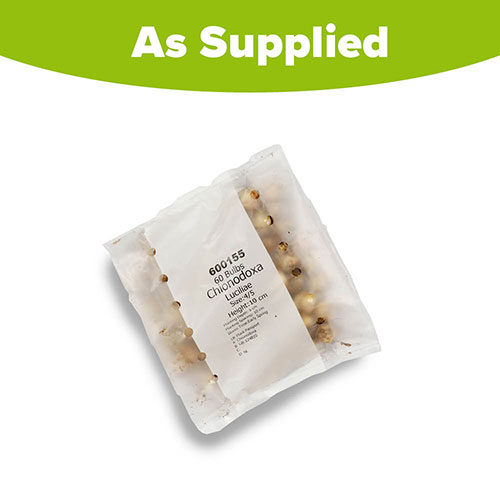 Chionodoxa lucilaea Glory of the Snow Chionodoxa lucilaea Glory of the Snow