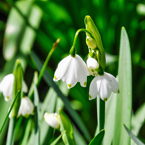 Leucojum aestivum Summer Snowflake