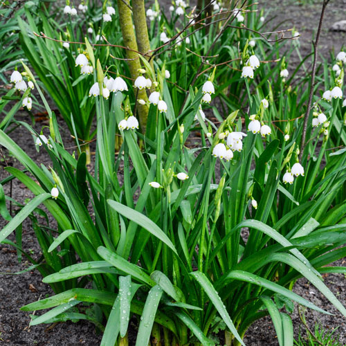 Leucojum aestivum Summer Snowflake Leucojum aestivum Summer Snowflake