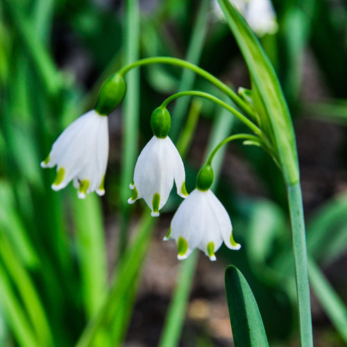 Leucojum aestivum Summer Snowflake Leucojum aestivum Summer Snowflake