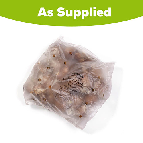 Leucojum aestivum Summer Snowflake Leucojum aestivum Summer Snowflake