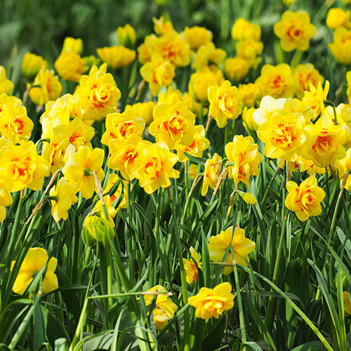 Daffodil Tahiti Daffodil Tahiti