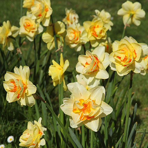 Daffodil Tahiti Daffodil Tahiti