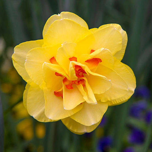 Daffodil Tahiti Daffodil Tahiti