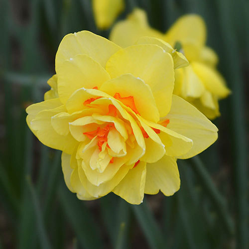 Daffodil Tahiti Daffodil Tahiti