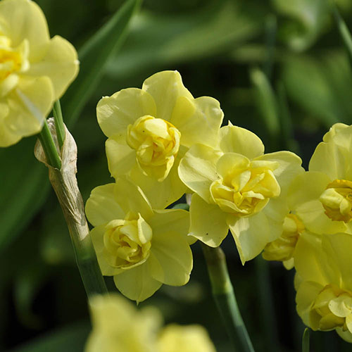 Daffodil Yellow Cheerfulness Daffodil Yellow Cheerfulness