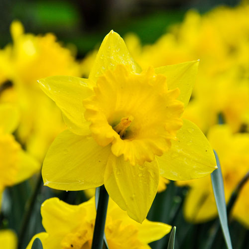Daffodil Trumpet Yellow Daffodil Trumpet Yellow