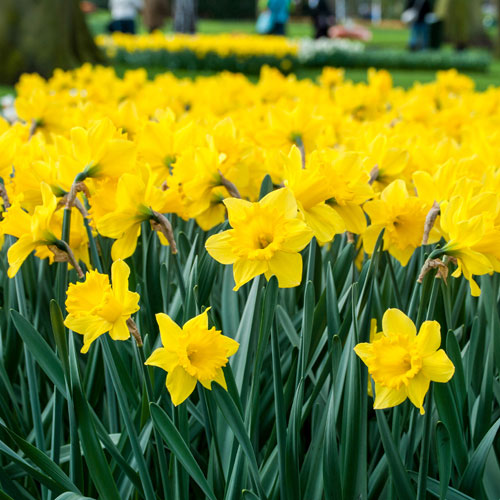 Daffodil Trumpet Yellow Daffodil Trumpet Yellow