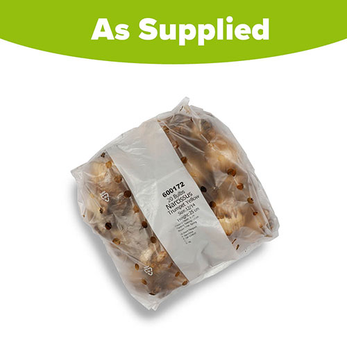 Daffodil Trumpet Yellow Daffodil Trumpet Yellow