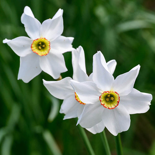 Daffodil Pheasants Eye Daffodil Pheasants Eye