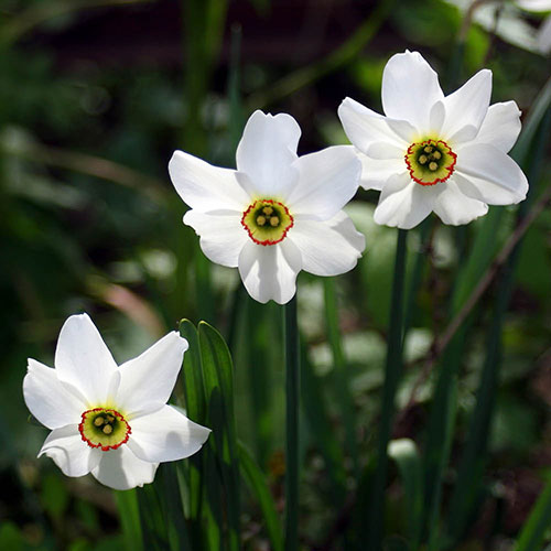 Daffodil Pheasants Eye Daffodil Pheasants Eye