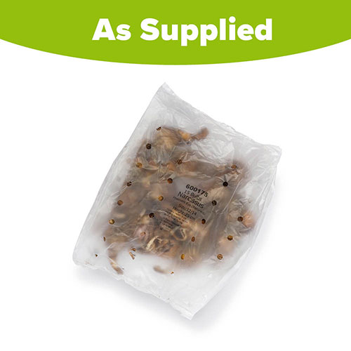 Daffodil Pheasants Eye Daffodil Pheasants Eye