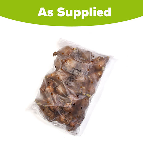 Mixed Daffodil Collection Mixed Daffodil Collection