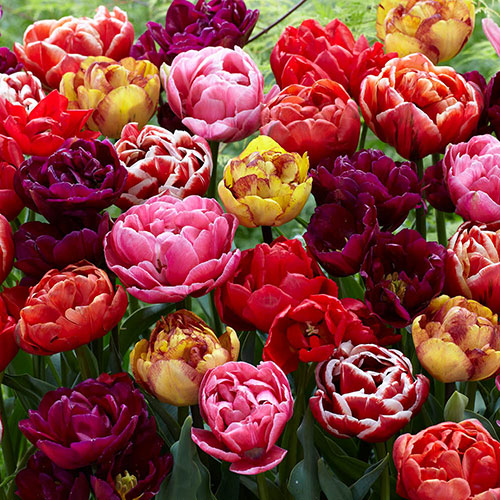 Springtime Double Tulips