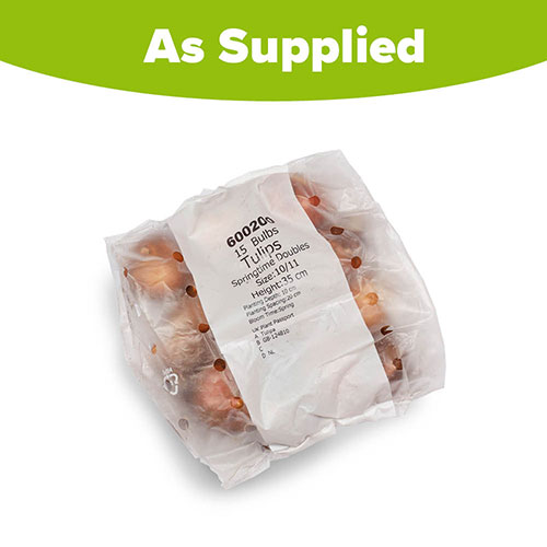 Springtime Double Tulips Springtime Double Tulips