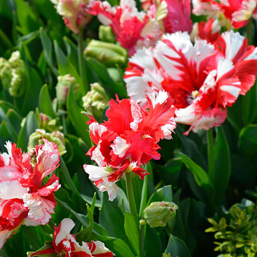 Tulip Estella Rijnveld Tulip Estella Rijnveld