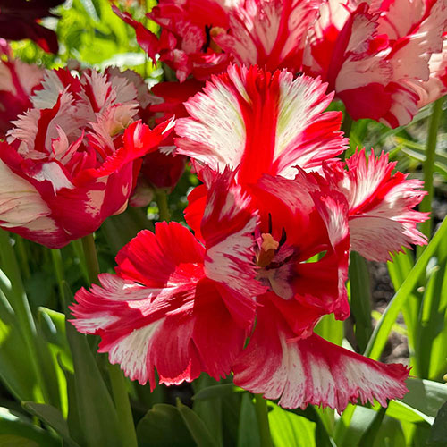 Tulip Estella Rijnveld Tulip Estella Rijnveld