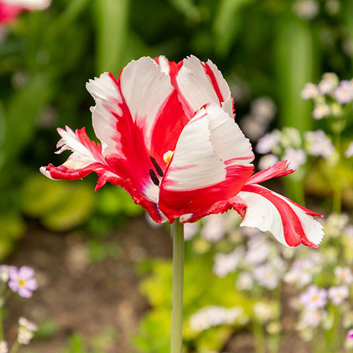 Tulip Estella Rijnveld Tulip Estella Rijnveld