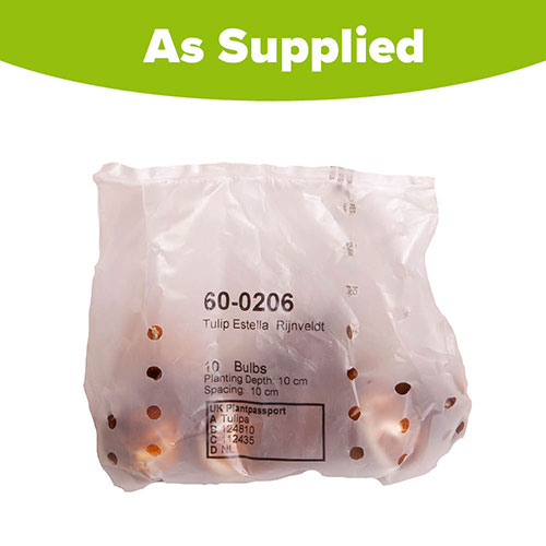 Tulip Estella Rijnveld Tulip Estella Rijnveld