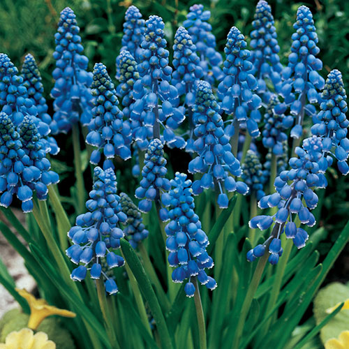 Muscari armeniacum Grape Hyacinth Muscari armeniacum Grape Hyacinth