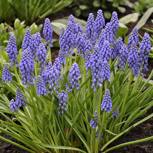 Muscari armeniacum Grape Hyacinth Muscari armeniacum Grape Hyacinth