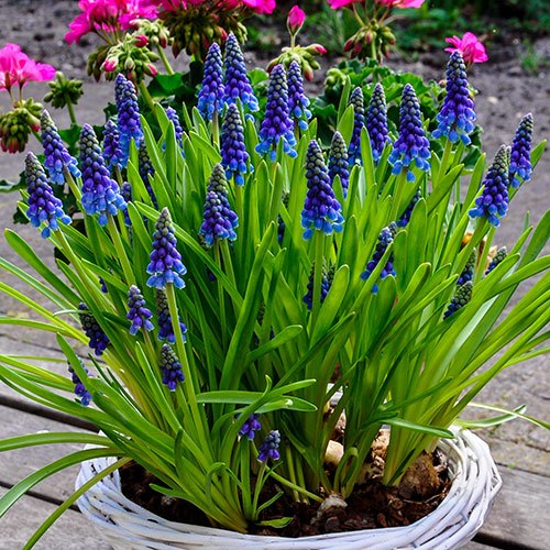 Muscari armeniacum Grape Hyacinth Muscari armeniacum Grape Hyacinth