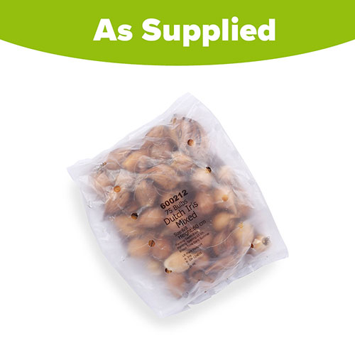 Dutch Iris Mix Dutch Iris Mix