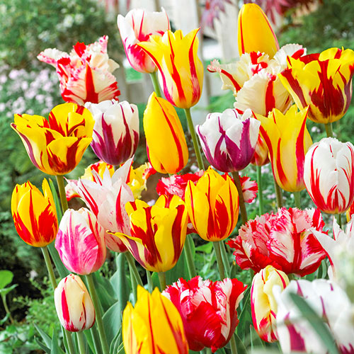 Tulip Rembrandt Mix